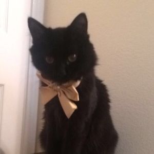 Meet your Posher, Holly